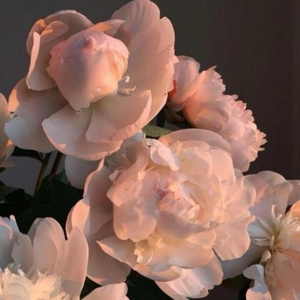 青年女人屄日进好舒服
